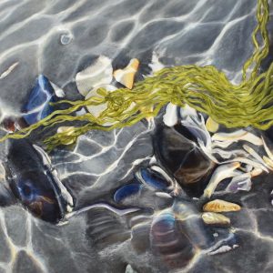Rocks, sun ripples, shells, tide pool, seagrass under water