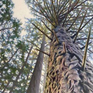 Painting of majestic West Coast tree looking up into the canopy