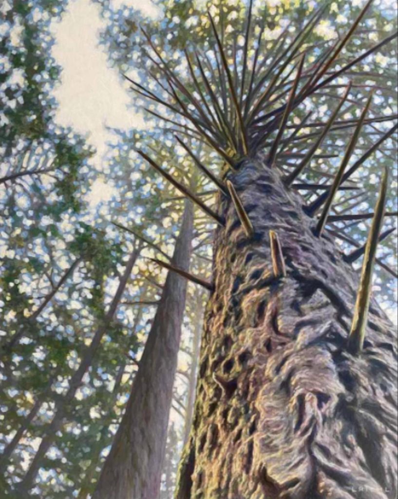 Painting of majestic West Coast tree looking up into the canopy