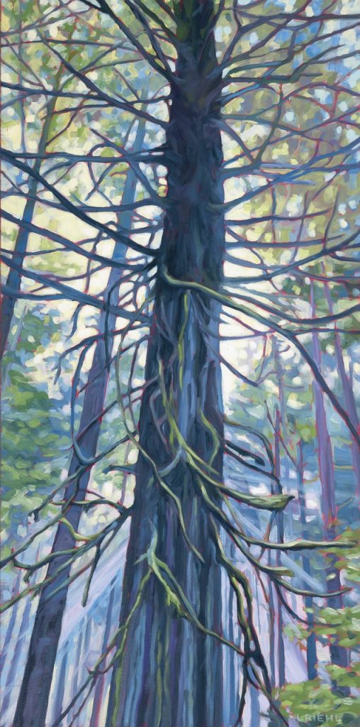 Tall tree in the West Coast forest surrounded by soft, misty light