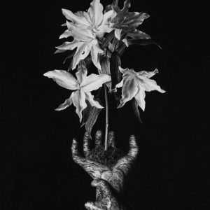 Conceptual, hyperrealistic and dramatic drawing of stone hands lily flowers grow from, black and white